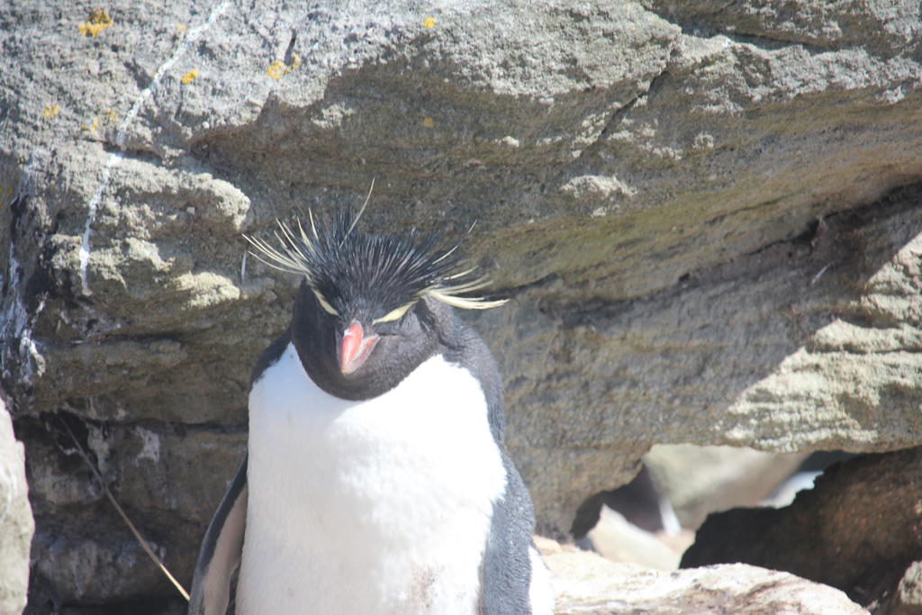 rockhopper penguin